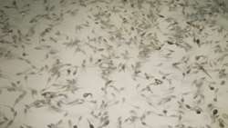 Increasing production of sturgeon larvae by using medicinal plants products