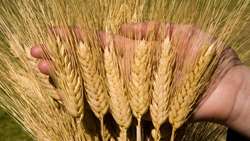 Durum wheat cultivation is developing in the country