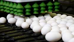 Largest egg production plant in Mideast opens in Iran