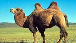 Iran and FAO launch joint project to raise, protect bactrian camel
