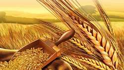 Production 14 million tons of wheat   in IRAN
