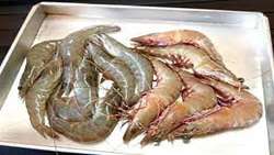 Russia UAE China Qatar main export destinations of Iranian shrimps: Official