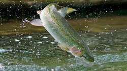 Iran exports 4,000 tons of trout to Russia, Persian Gulf nations