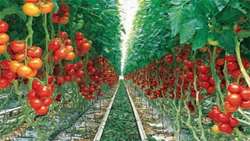 Export of greenhouse products and foreign exchange income from the products of greenhouses in Iran in 2020