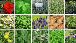 Iran to grow medicinal plants in rainfed, dryland regions