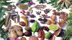 Research on different types of sugar plants by Iran Sugar Beet Seed Breeding Research Institute