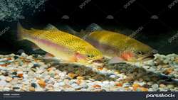 Mass production of disease-free rainbow trout in Iran