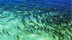 Reproduction capacity of 40% of juvenile fish required in the country in Iran