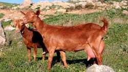 The First Consignment of Dairy Goats of Murcia