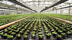 Inauguration of the largest greenhouse project in the Middle East in Iran