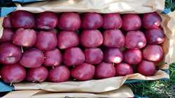 Production of tomato and apple in the country