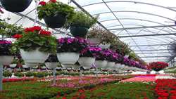 The development of greenhouses is a priority of the Ministry of Jihad-Agriculture