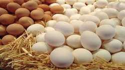 Iran exports 60,000 tons of eggs to Iraq, Kuwait, Qatar in 4 months