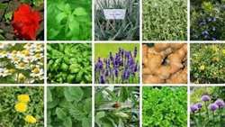 The Need to Replace the Medicinal Herbs Cultivation with Rain-Fed Cultivation