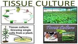 Iran in pursuit of commercializing plant tissue culture