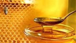 The  Honey Production in IRAN