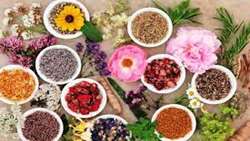 Development of cultivation of medicinal plants in an area of 40,000 hectares in 2022