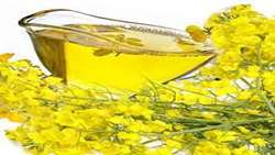 Controlling Orobanch, An Important Weed in Rapeseed Fields
