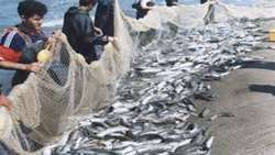 Fishing season starts in northern Iran