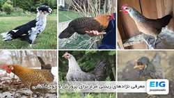 Iran launches projects to preserve its native poultry genetic resources