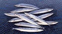 Catching more than Thirteen Thousand Tons of Kilka Fish in 2021