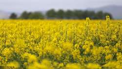Iran-Germany cooperation on rapeseed and sugar beet seeds