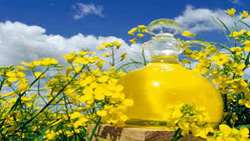 Cultivation of new plants to supply oil and meal required by the country