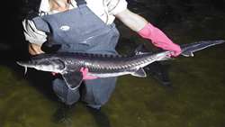 Iran will achieve the third rank of sturgeon meat production in the world