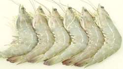 Production of western white shrimp in Shrimp Research Institute