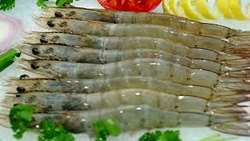 41% increase in marine shrimp fishing in 2021 in Iran