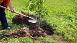 Planting 20 million saplings in five forest growing areas in Iran