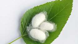 Production of silk cocoons in high economic status in Iran