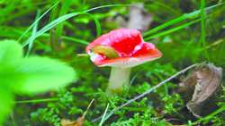 New FAO report highlights the role of soil organisms in ensuring sustainable agri-food systems and mitigating climate change