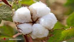 Two new cotton cultivars were defined through utilizing with peaceful nuclear technologies