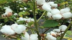 20% growth in cotton production in Iran last year