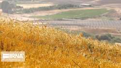 Iranian govt begins guaranteed purchase of wheat