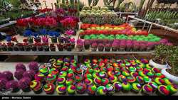 Iran exports over 12,000 tons of flowers, ornamental plants in 1 year