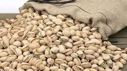 Iran, FAO launch technical cooperation program on Pistachio cultivation