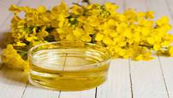 Production of 400,000 tons of rapeseed in 2021