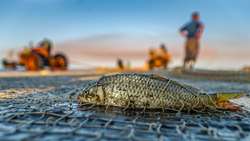 Iran harvest of bony fish from Caspian Sea ups over 80 percent