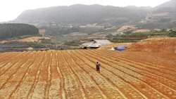 COVID-19, rising hunger and climate change urgently need to be battled back in Asia and the Pacific: FAO