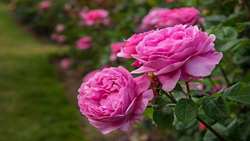 Iran ranked 1st in cultivation of Mohammadi flower, damask Rose