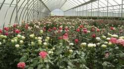Opening of the rose greenhouse in IRAN