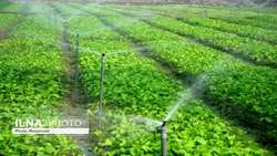 Economic growth of 8.8% of the agricultural sector from the oil-free economy in 2019