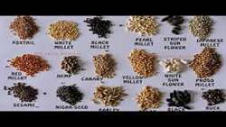 Over 3m kg of seed species imported into Iran in 5 months