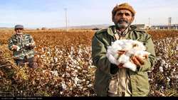 Iran steps up support for cotton growers in bid for self-sufficiency