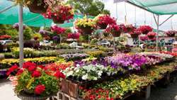 Iran exporting flowers to Russia, Kazakhstan, official says