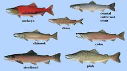 Iran ranks first in salmon breeding in the world