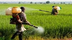 Consumption of toxins is reached its minimum value in IRAN