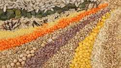 Iran-Turkey cooperation for development of seed industry in the country